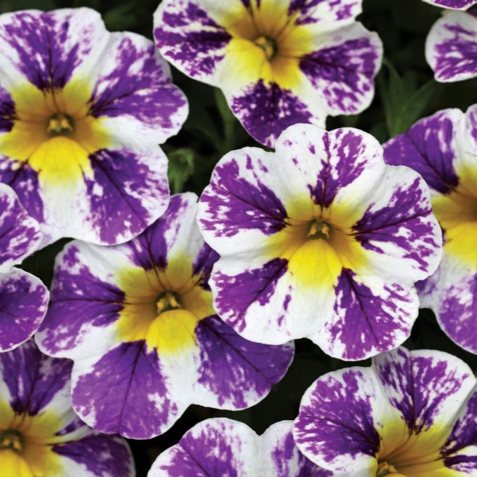 Calibrachoa Candy Shop Grape Splash