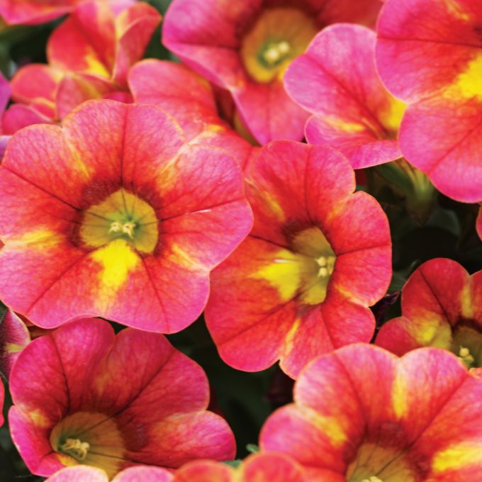 Calibrachoa Chameleon Atomic Orange