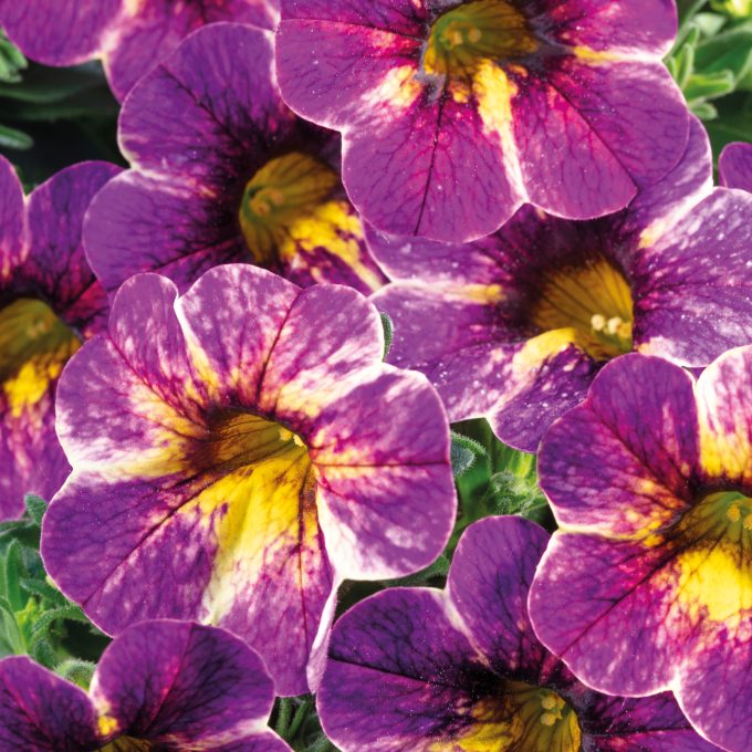 Calibrachoa Chameleon Blackberry Pie