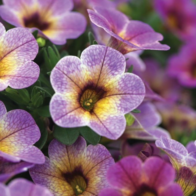 Calibrachoa Chameleon Blueberry Scone