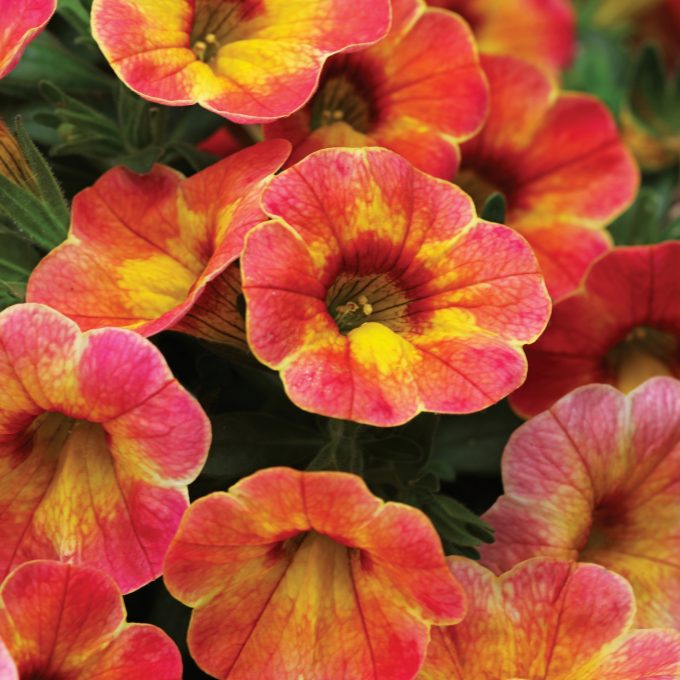 Calibrachoa Chameleon Indian Summer