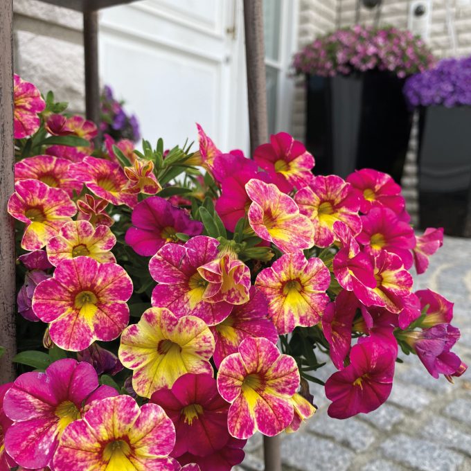 Calibrachoa Chameleon Pink Splash