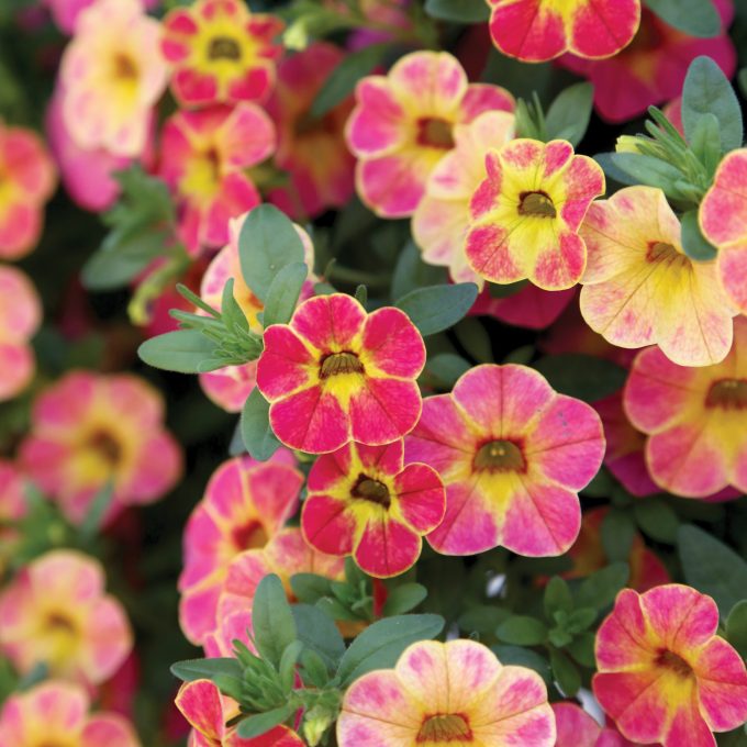 Calibrachoa Chameleon Sunshine Berry