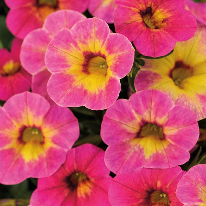 Calibrachoa Chameleon Tart Deco