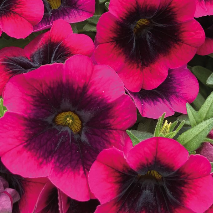 Calibrachoa Dracula