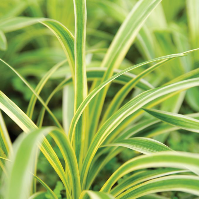 Gold hook Chlorophytum