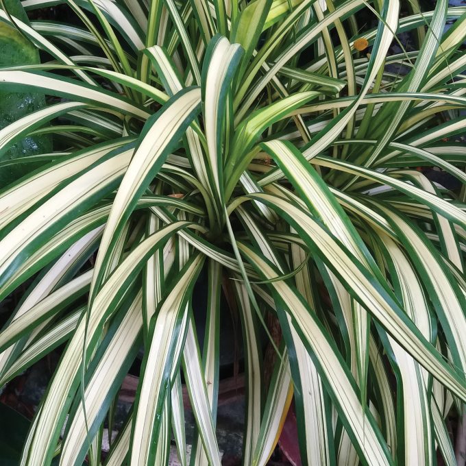 Chlorophytum Comosum White With Green Edge