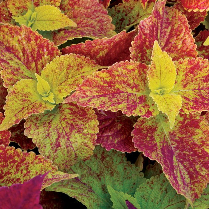 Coleus Alabama Sunset