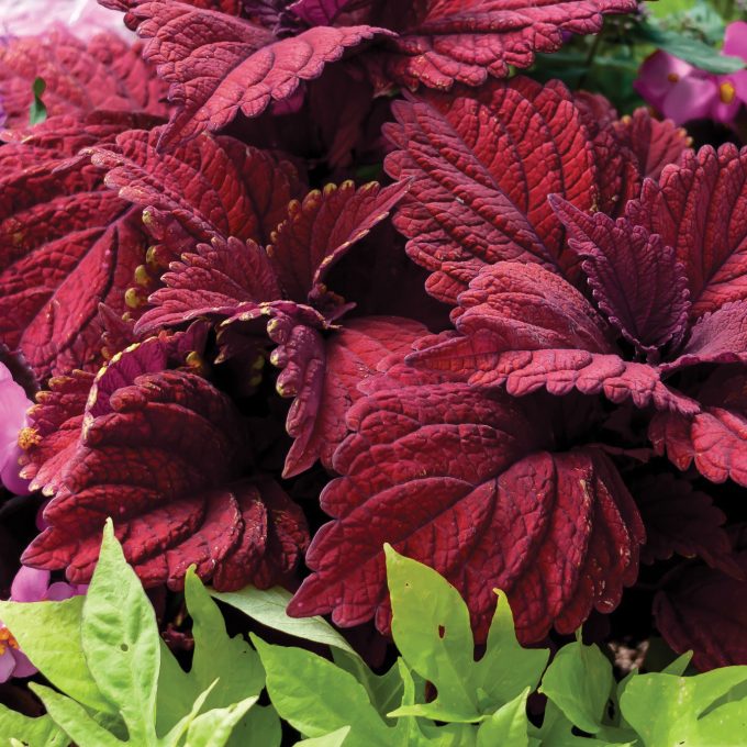 Coleus Burgundy Sun