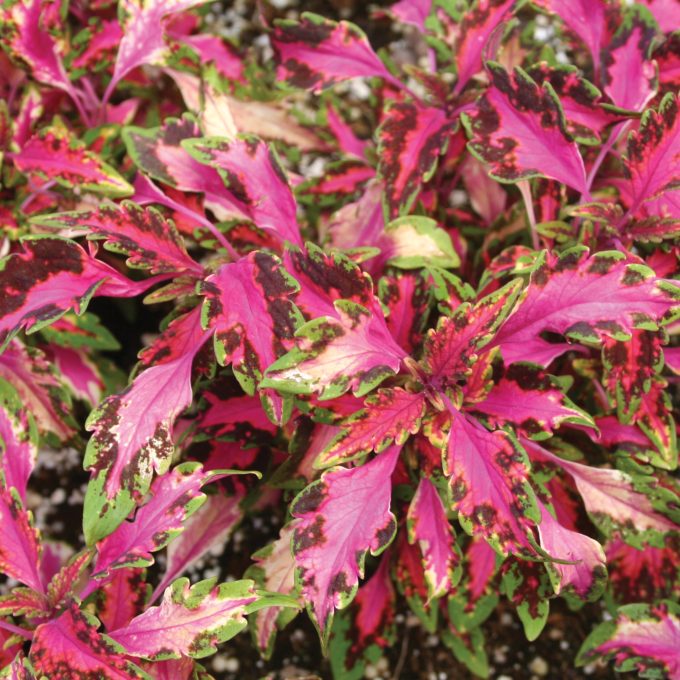 Coleus Chaotic Rose