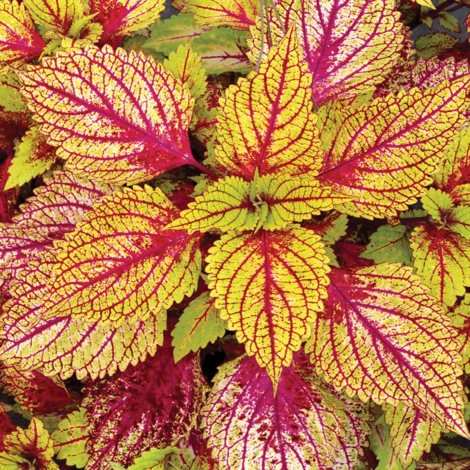 Coleus Color Clouds Hottie