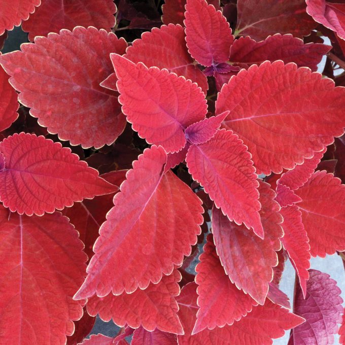 Coleus Color Clouds Valentine