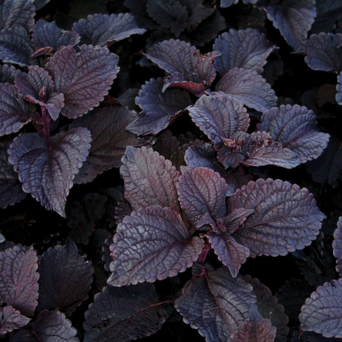 Coleus Dark Star