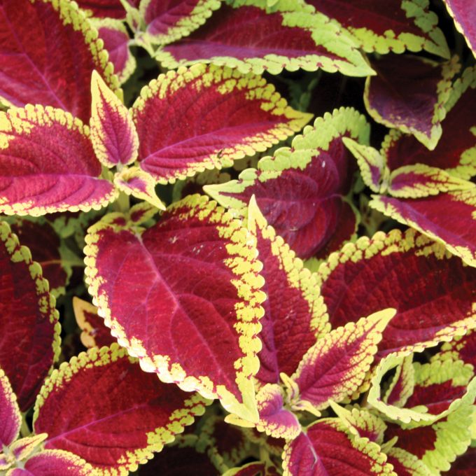 Coleus Defiance