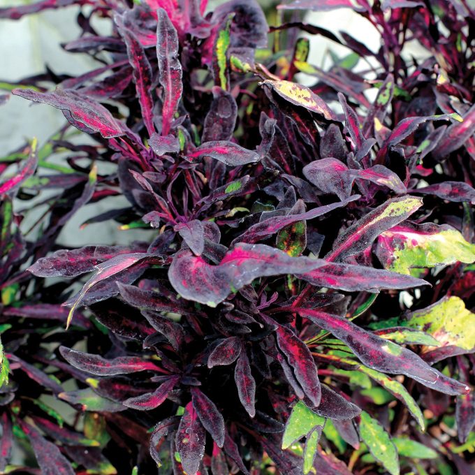 Coleus Fancy Feathers Black