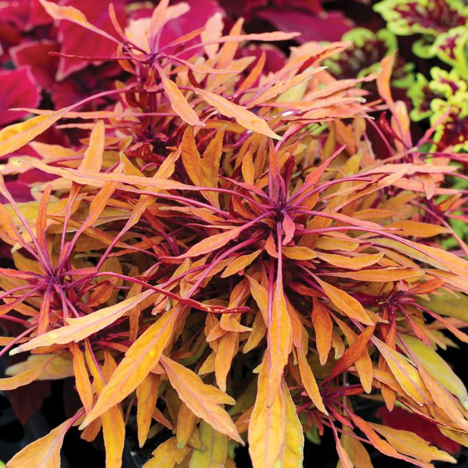 Coleus Fancy Feathers Copper