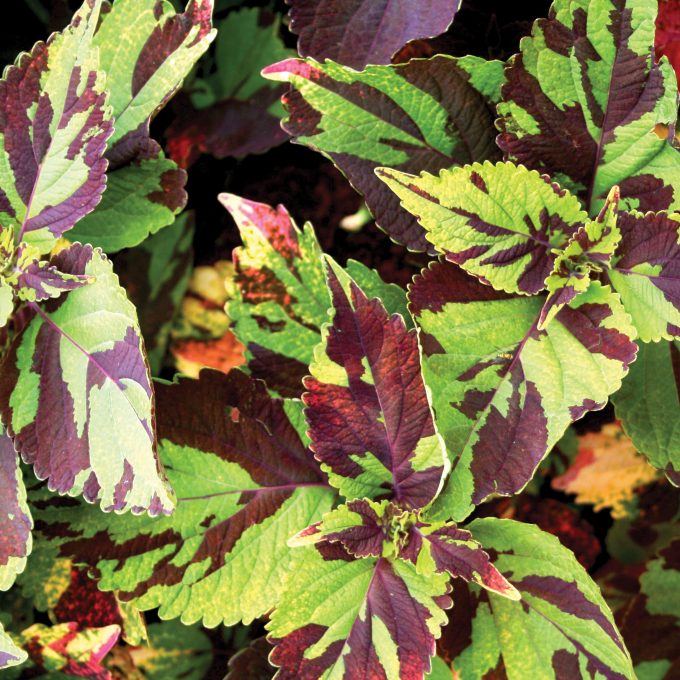 Coleus Finger Paint