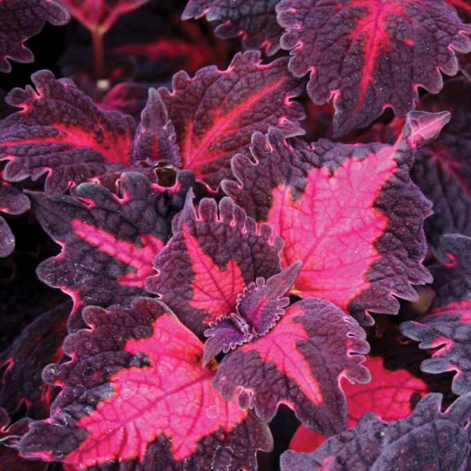 Coleus Flamingo