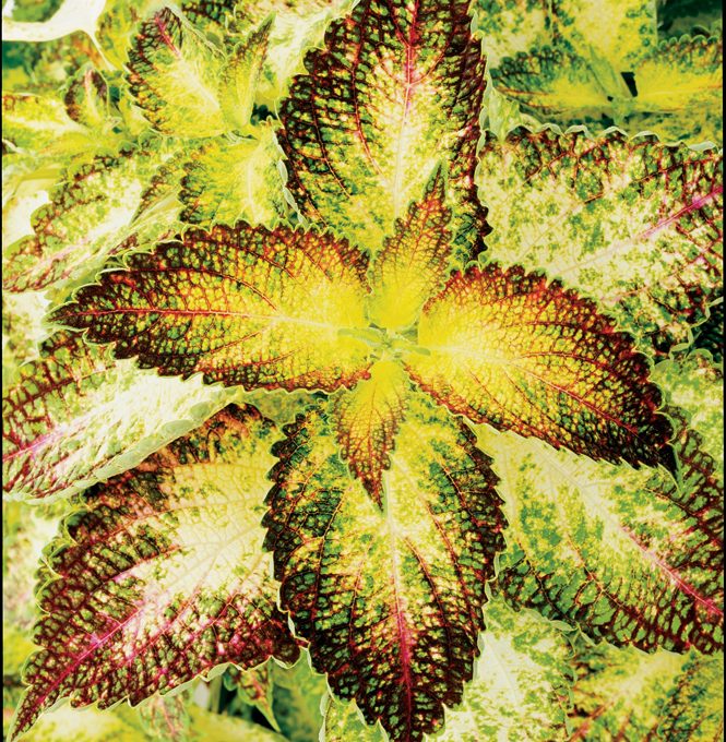 Coleus Glennis