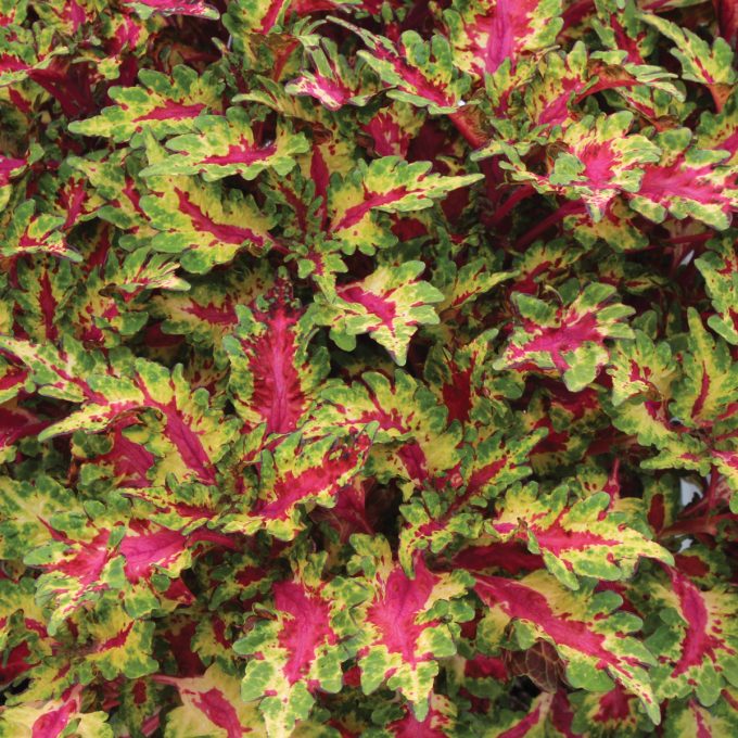 Coleus Globetrotters Gaga