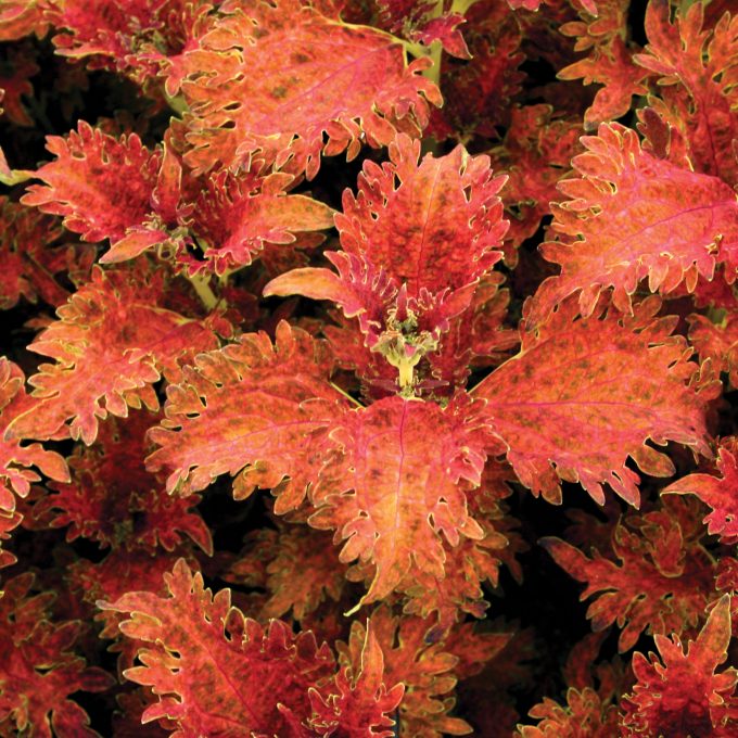 Coleus Jupiter