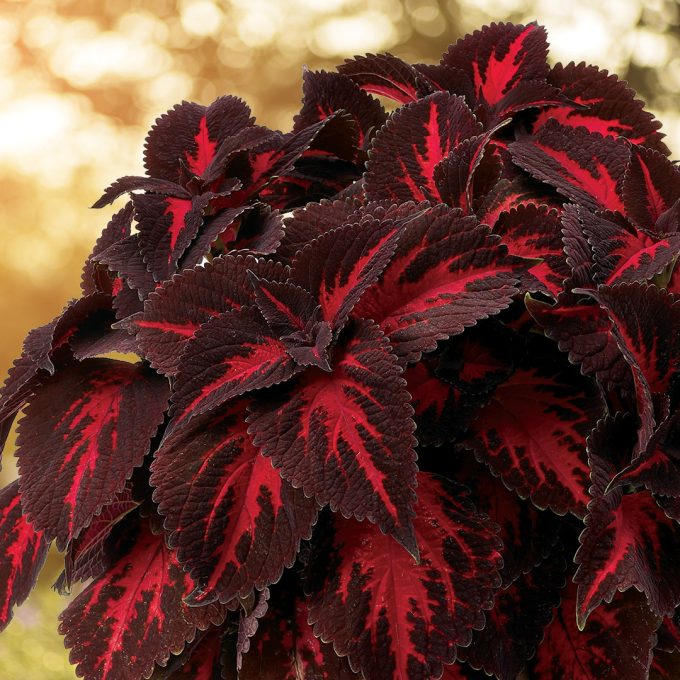 Coleus Kingswood Torch