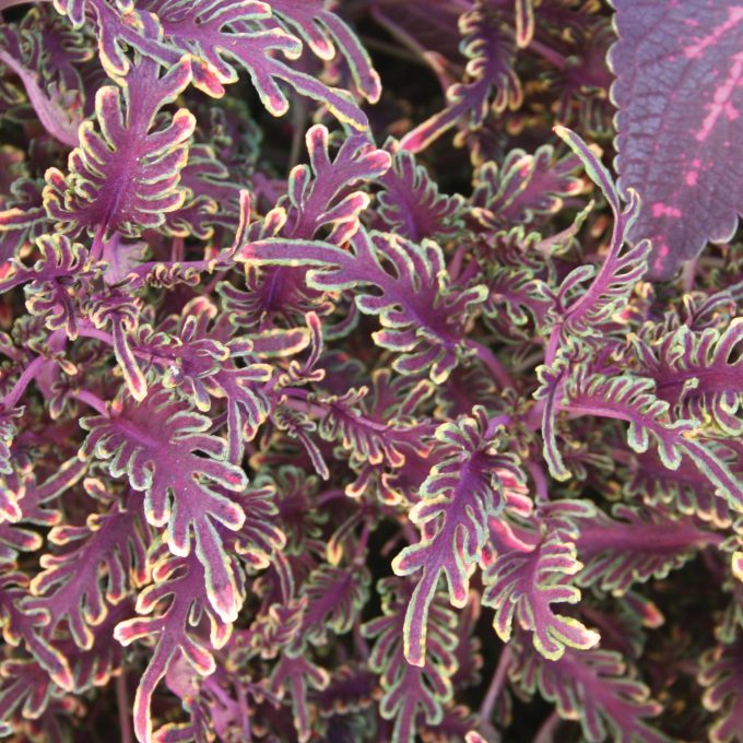 Coleus Kiwi Fern