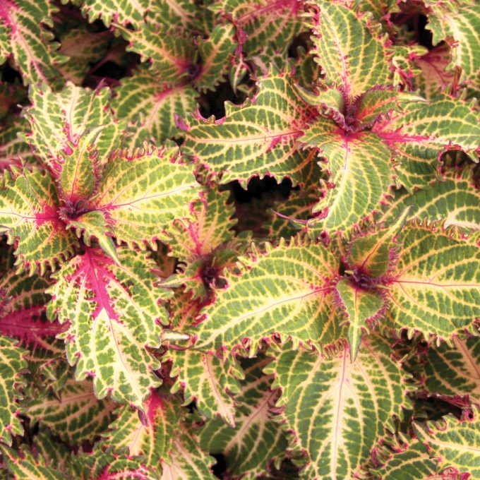 Coleus Peter's Wonder