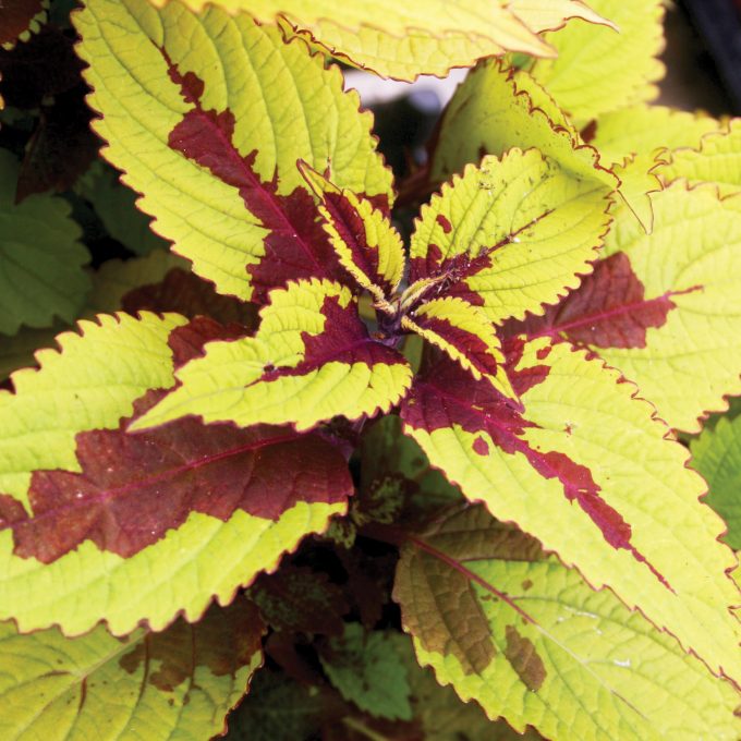 Coleus Pineapple Beauty