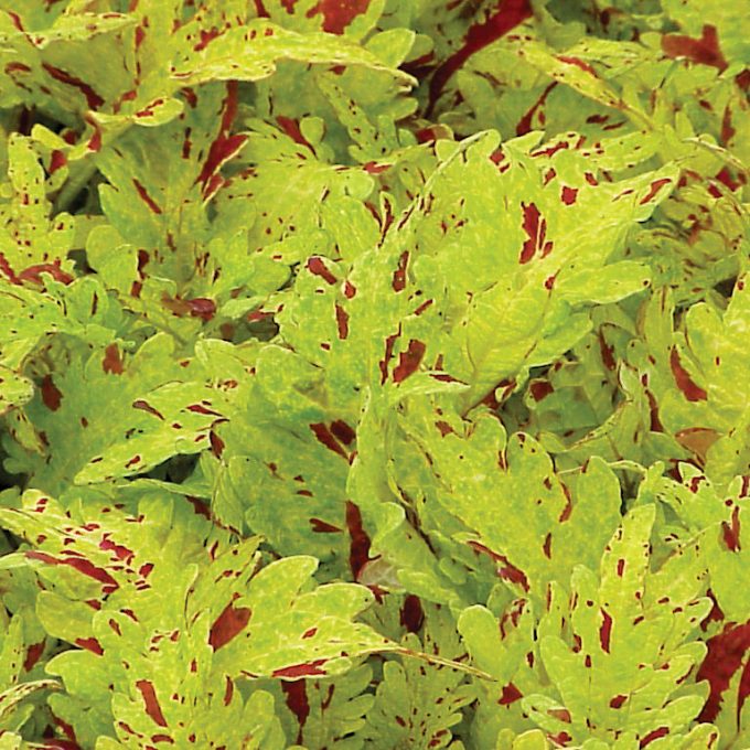 Coleus Pineapplette