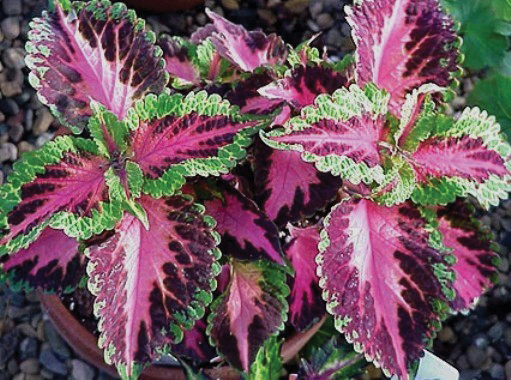 Coleus Pistachio Nightmare