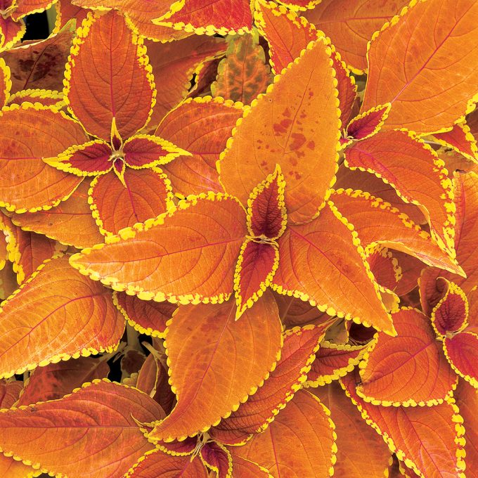 Coleus Rustic Orange