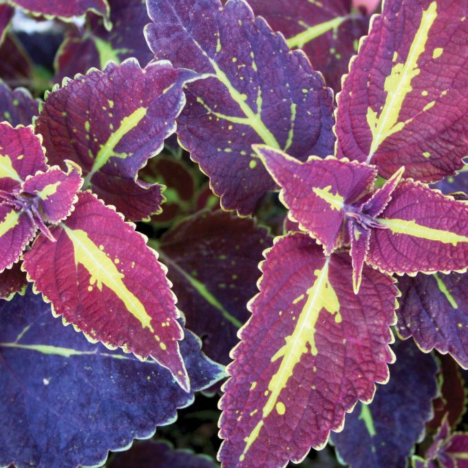 Coleus Saturn