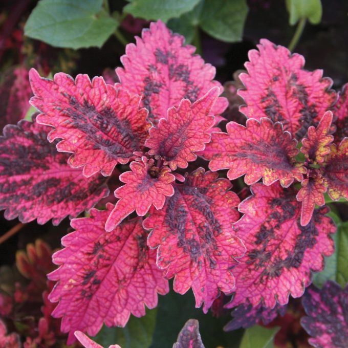 Coleus Solar Eclipse