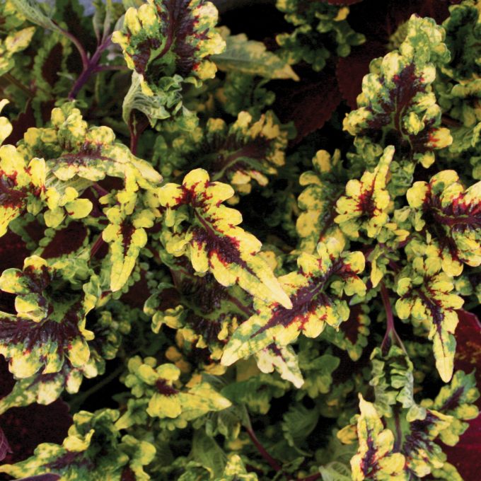 Coleus Solar Flair