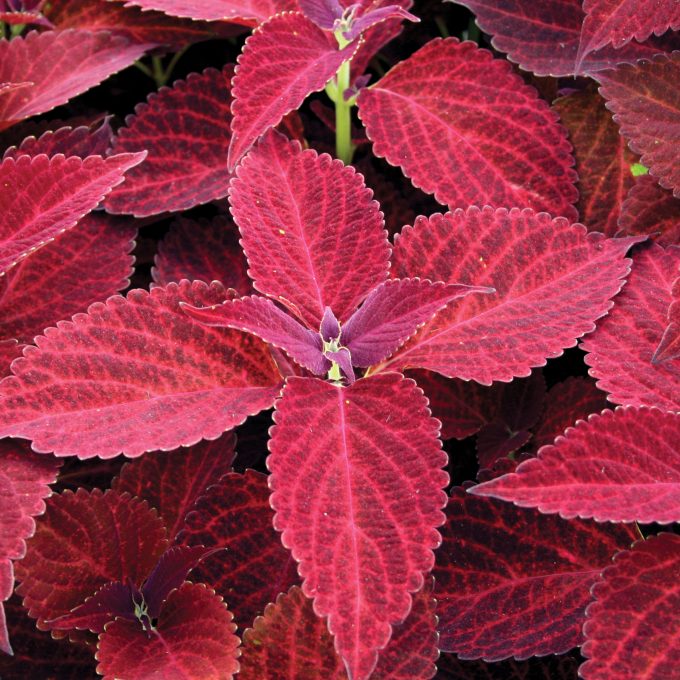 Coleus Solar Red