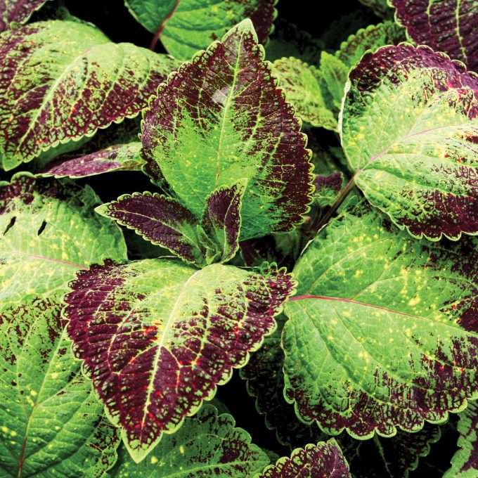 Coleus Solar Sunrise