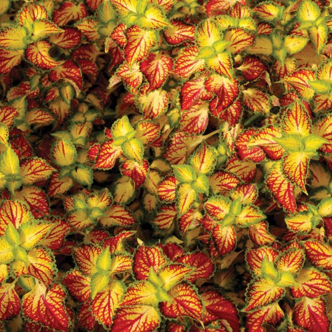 Coleus Terra Nova Electric Slide