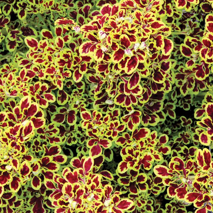 Coleus Tidbits Tammy