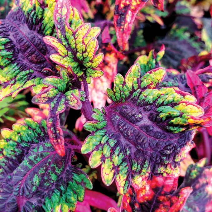 Coleus Under The Sea Barracuda