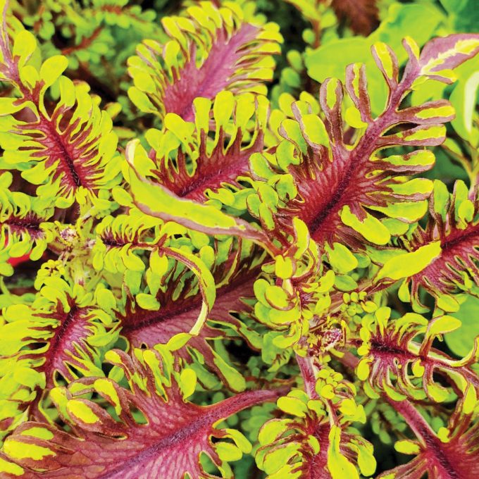 Coleus Under The Sea Bone Fish