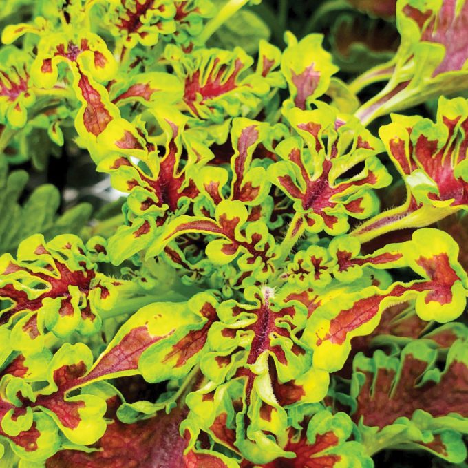 Coleus Under The Sea Electric Coral