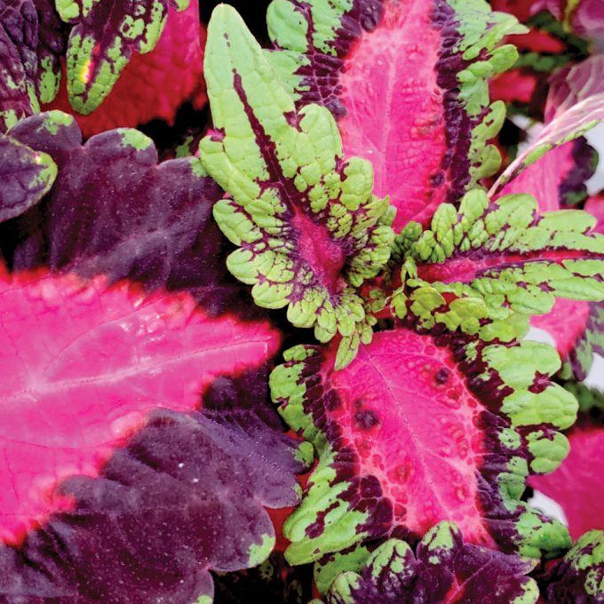 Coleus Under The Sea Electric Eel