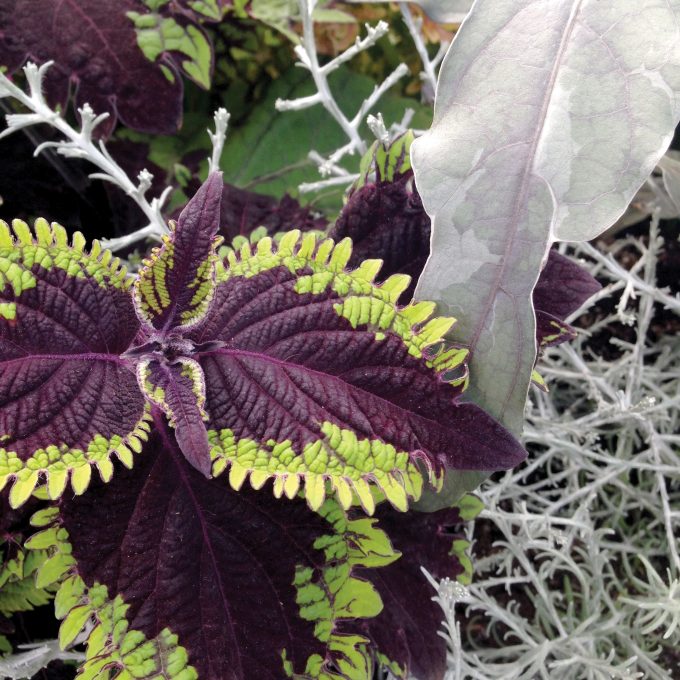 Coleus Under The Sea Fish Net