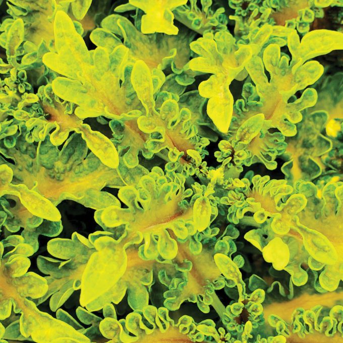 Coleus Under The Sea Gold Guppy