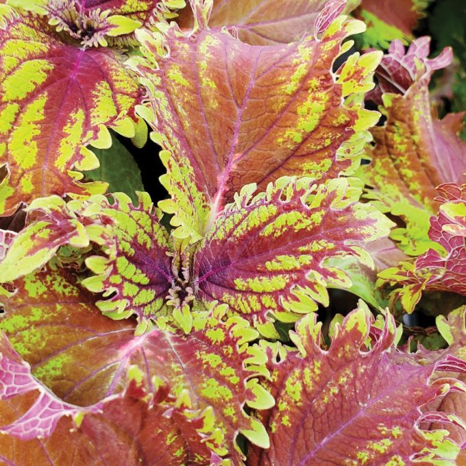 Coleus Under The Sea King Crab