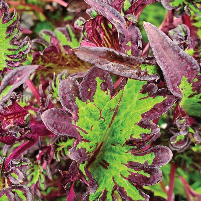 Coleus Under The Sea Lime Shrimp