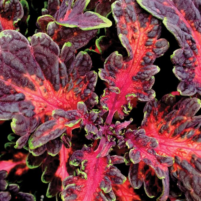 Coleus Under The Sea Pink Reef