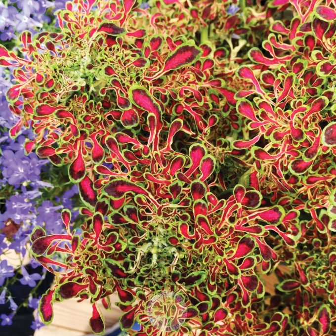 Coleus Under The Sea Red Coral