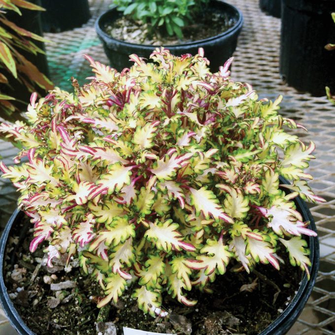 Coleus Under The Sea Sea Monkey Apricot